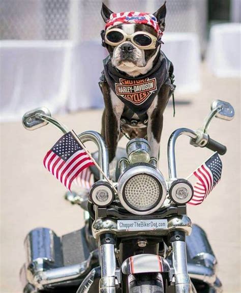 Chopper Biker Dog
